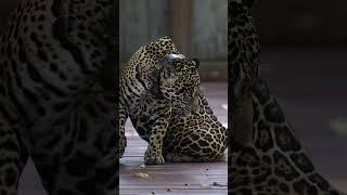 JAGUAR ON OUR BOARDWALK. It has a collar scientists follow this wild Jaguar. Epic experience