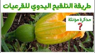 تلقيح القرع و الكوسة يدويا و كيف نميز بين الزهرة المذكرة و المؤنثة بطريقة سهلة