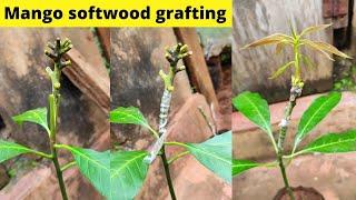 Softwood grafting on mango tree  आम के पौधे की कलम कैसे की जाती है?