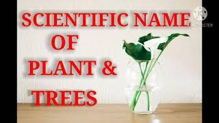 Scientific name of plants & trees