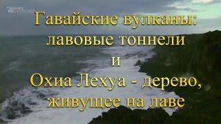 Гавайи. Охиа Лехуа - дерево растущее на лаве и лавовые тоннели