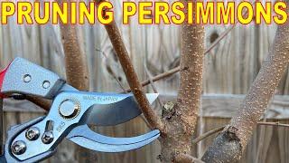 Complete Guide To PRUNING PERSIMMONS Winter Pruning ASIAN PERSIMMON TREES