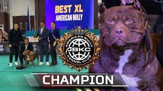 ABKC CHAMPION KRONOS  XL AMERICAN BULLY   WKENNEL  SAM WALASTIK  American Bully Kennel Club