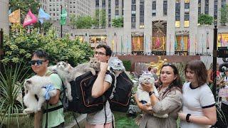 Cute Cats Spread Smiles around NYC    @LorettaBritishCat @RagdollRangers @Suki_Purrs