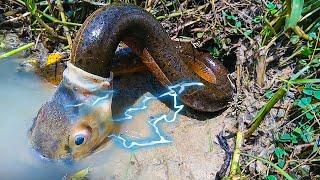 Electric Eel VS Others What Electric Eels Can Do...