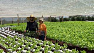 Mãe e filho ￼ trabalhando junto e produzindo verduras  para abastecer os supermercados …