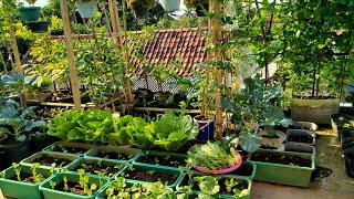 petik sawi pagoda dan selada siomak merah pertama plus timun di #minigardenrooftop