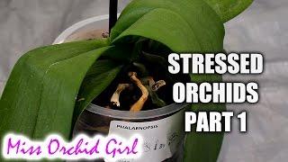 Rejuvenating stressed Orchids Part 1 - Limp leathery leaves