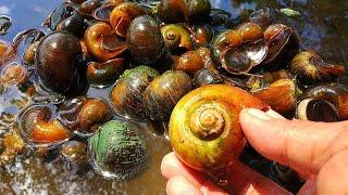 HUNTING SNAILS Berburu Keong Sawah Atau Sering Disebut Keong Mas Keong Bekicot Siput & Kelomang