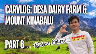 CarVlog Part 6 My First Visit To Desa Dairy Farm & Mount Kinabalu Sabah • Tempat Menarik & Cantik