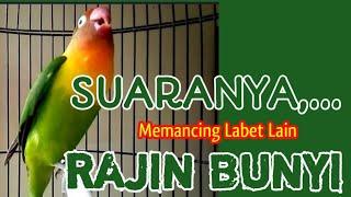 Burung Lovebird Memanggil Disertai Ngekek Suaranya Bisa Memancing Labet Lain Rajin Bunyi