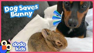 Hero Dog Rescues Tiny Bunny And Becomes His Brother  Dodo Kids  Rescued