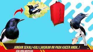 JANGAN SALAH MERAWAT KACER BARU BELI TIPS MERAWAT KACER