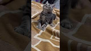 Котик дивный Волкодав #cutecats #barsik #catvideos #catlover #cat #котикдивный #бенгальскийкот