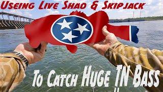 Using Live Shad & Skipjack to Catch Bass at Pickwick Dam in Tennessee Caution Huge Bass