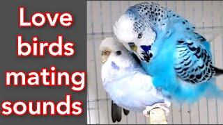 budgies mating call sounds  love birds mating call sounds  parakeets mating call sounds  animals