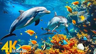 Ocean 4K - Beautiful Coral Reef Fish in Aquarium Sea Animals for Relaxation 4K Video Ultra HD #3