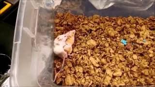Mice mating up close