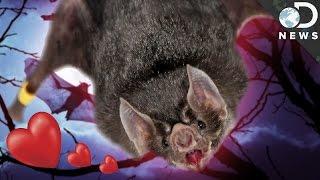 Why You Shouldn’t Be Scared Of Vampire Bats