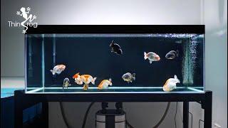 Setting up my NEW GOLDFISH TANK - Part 2 Adding New Fish 兰寿金鱼入缸