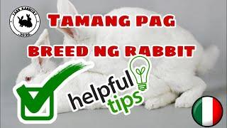 Paano malalaman kung pwede na pakastahan ang rabbit? How do you know when a rabbit is ready to breed