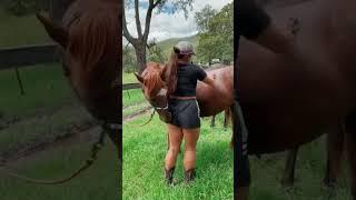 #viral #shorts #fyp #tiktok #happyhorses #horse #funny #trending #ngakak #love #twerk #cake #rider