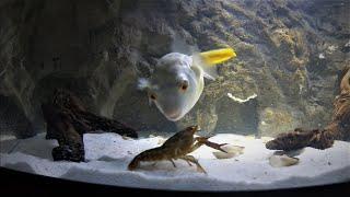 Brutal Fahaka Puffer fish DESTROYS Large CRAYFISH  * WARNING *  LIVE FEEDING