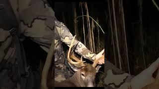 Big Ohio Buck #hunting #deerhunt #deerhunting #huntingseason #deerhunter #deer #deermanagement