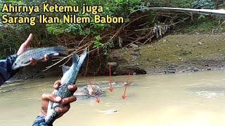 Bikin Candu.. Mancing di Sungai Elo Memang Banyak Ikan Nilem Babon