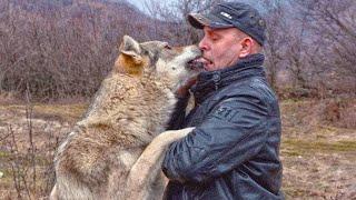 A Hunter Rescued A Wounded Wolf In The Forest And After That They Became Best Friends Forever