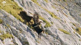 WIE BRÜDER IM WIND  Exklusive Vorschau Steinadler jagt Gämse