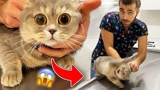 MAD BUT CUTE Scottish Fold Cat Alices Reactions #TheVet