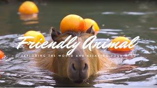 Unwind with Lofi Music and Relaxing Capybaras for Therapeutic Stress Relief