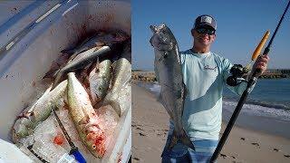 WHY This is Called a TRASH Fish... Catch Clean Cook - Bluefish