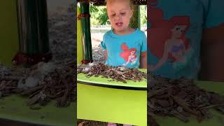 $100 за хот-дог  #chicago #kids #playground #helloanna #children #cooking #fun #funny