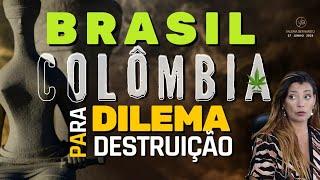 Brasil REPETE a Colômbia na questão das D4OGAS - Um caminho de DESTRUIÇÃO