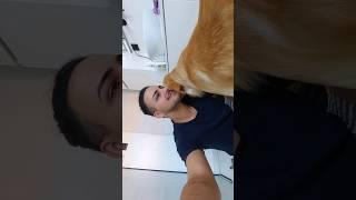 ️ #shortvideo #shortsfeed #explore #goldenretriever #dogshorts #dog #cachorrosfofos #lovedogs #fyp