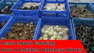 Tour How a Hatchery Works