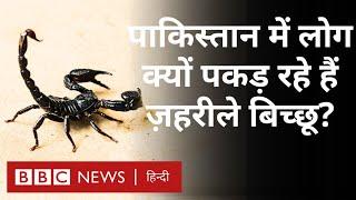 Scorpion  पाकिस्तान में रात को बिच्छू क्यों पकड़ रहे हैं लोग? BBC Hindi