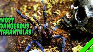 Top 10 Most DANGEROUS Tarantulas