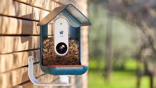 5 Best Bird Feeder Camera in 2024 birdwatching at home