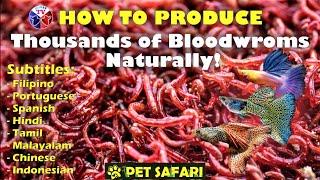 How to Produce Thousands of Bloodworms