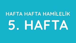 5.Hafta - Hafta Hafta Gebelik - Hamilelik  Anneysen.com