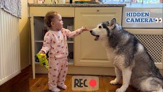 Sneaky Baby Feeds Her Huskies Snacks Without Dad Knowing. HIDDEN CAM