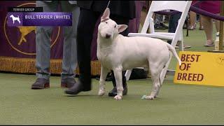 Bull Terriers White  Breed Judging 2023