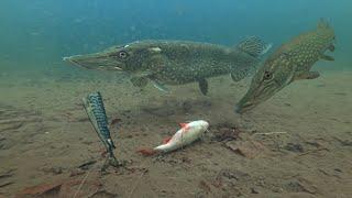 Pike Fishermen MUST Watch This Video