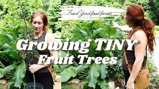 How to grow Fruit Trees for SMALL gardens. Edible Landscape using Permaculture food forest.