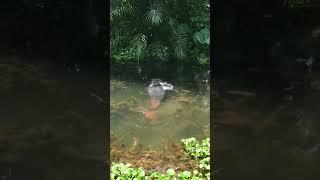 viral Ikan predator arapaima berkeliaran memangsa ikan asli habitat sungai