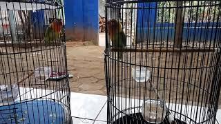 Lovebird Petruk Cipass Bc