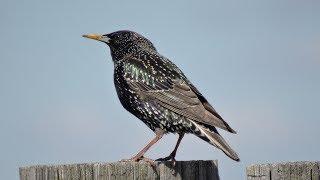 Скворец. Весенняя песня скворца.  Sturnus vulgaris 